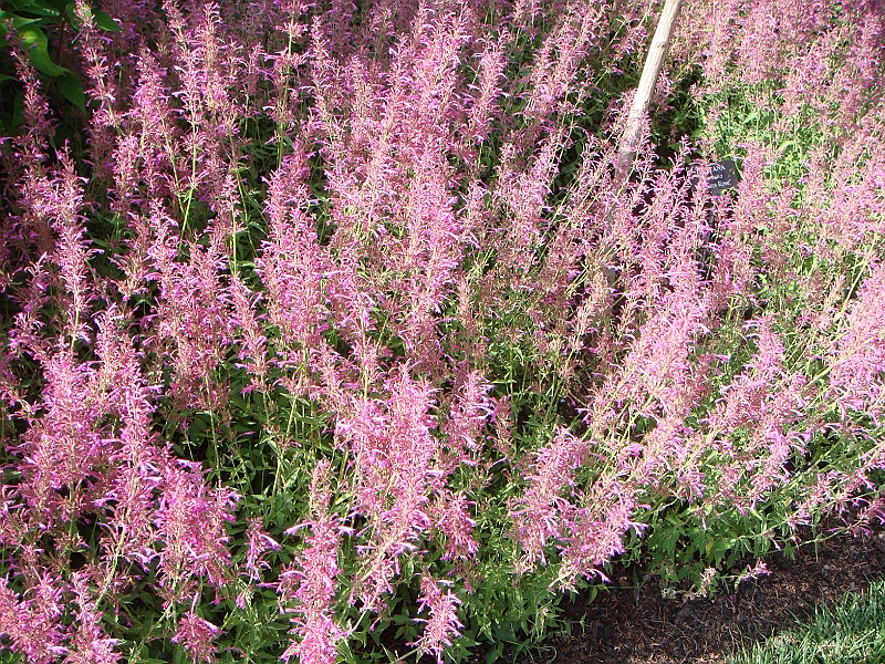 172 Longwood Gardens [2008 August 23].JPG - Longwood Gardens in Pennsylvania